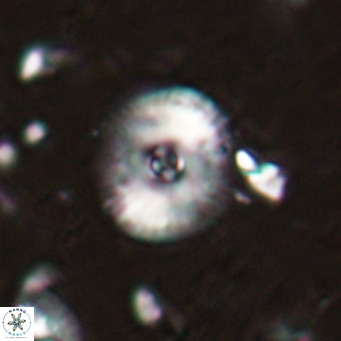 Campylosphaera eroskayii VR 025417