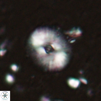 Campylosphaera eroskayii VR 025419