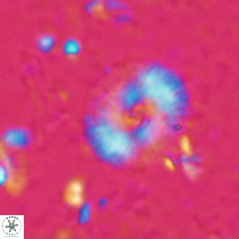 Campylosphaera eroskayii VR 025424
