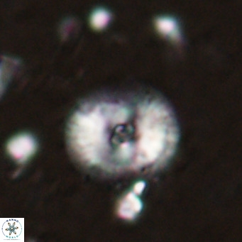 Campylosphaera eroskayii VR 025426