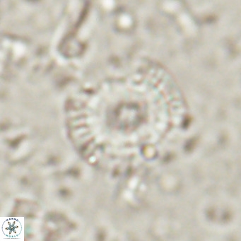 Campylosphaera eroskayii VR 025427