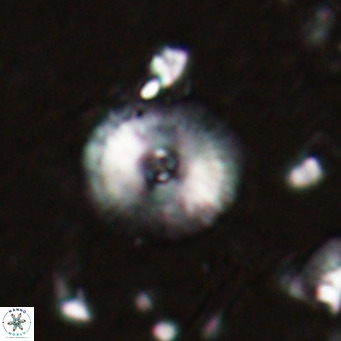 Campylosphaera eroskayii VR 025421