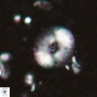 Campylosphaera eroskayii VR 025423