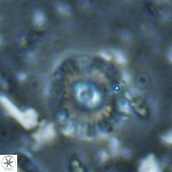 Campylosphaera eroskayii VR 025434