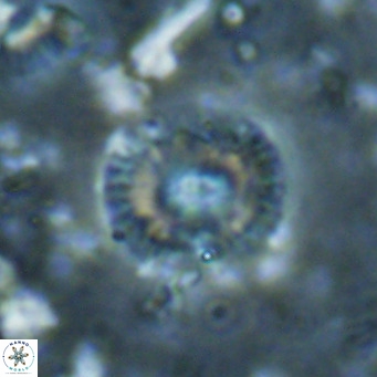 Campylosphaera eroskayii VR 025436