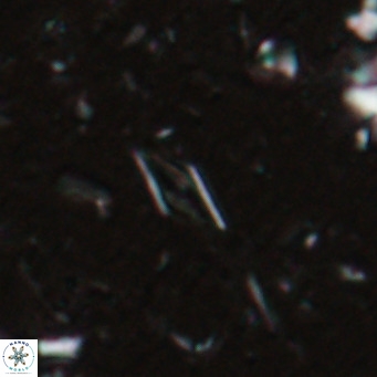 Calciosolenia alternans VR 025002