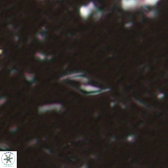 Calciosolenia alternans VR 025003