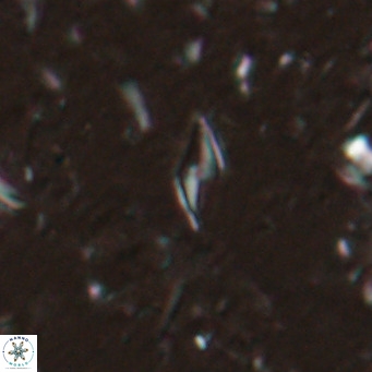 Calciosolenia alternans VR 025006