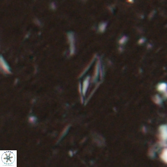 Calciosolenia alternans VR 025008