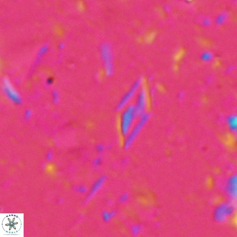 Calciosolenia alternans VR 025009