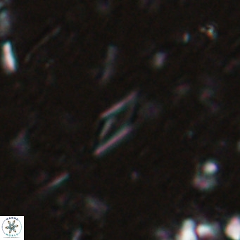Calciosolenia alternans VR 025011
