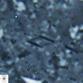 Calciosolenia alternans VR 025018