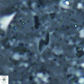 Calciosolenia alternans VR 025020