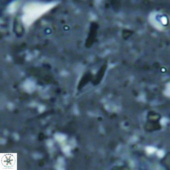 Calciosolenia alternans VR 025021
