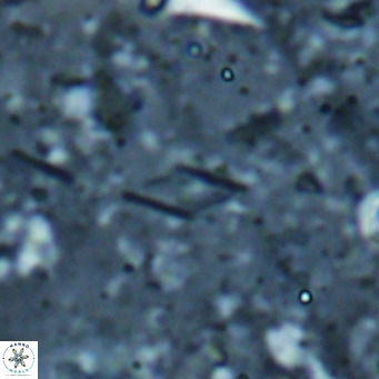 Calciosolenia alternans VR 025022