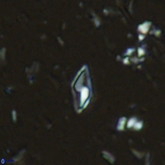 Calciosolenia alternans VR 03002