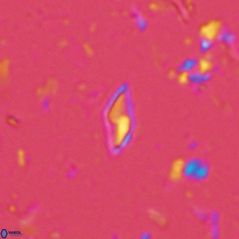 Calciosolenia alternans VR 03003