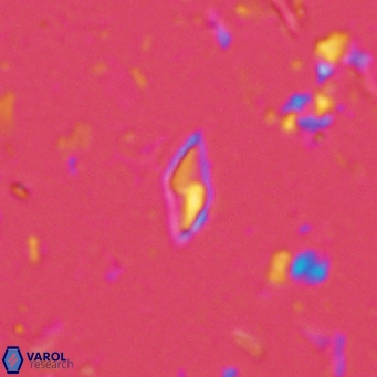 Calciosolenia alternans VR 03003