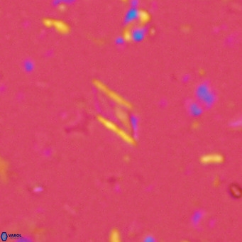 Calciosolenia alternans VR 03004