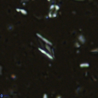 Calciosolenia alternans VR 03005