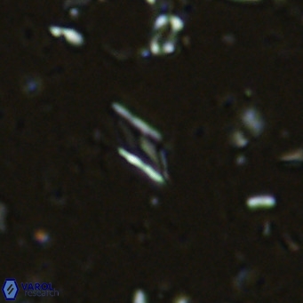 Calciosolenia alternans VR 03005