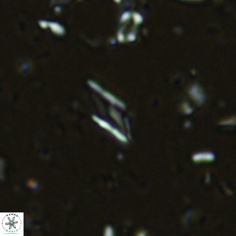 Calciosolenia alternans VR 03005