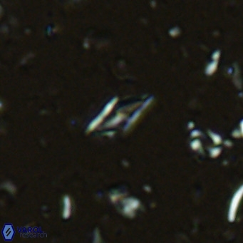 Calciosolenia alternans VR 03006