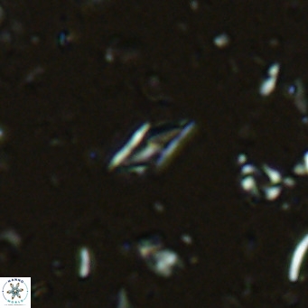 Calciosolenia alternans VR 03006