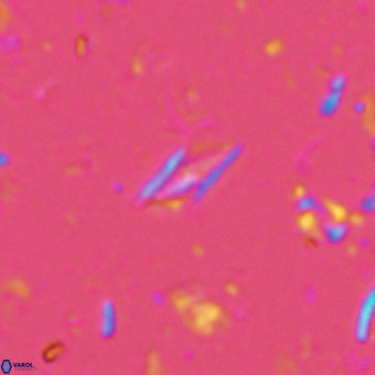 Calciosolenia alternans VR 03007