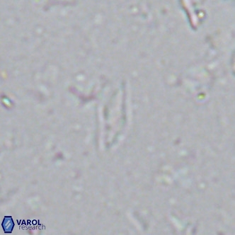 Calciosolenia alternans VR 03009