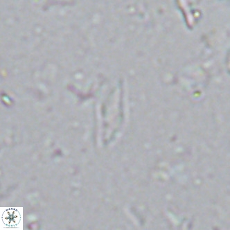 Calciosolenia alternans VR 03009
