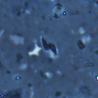 Calciosolenia alternans VR 03011