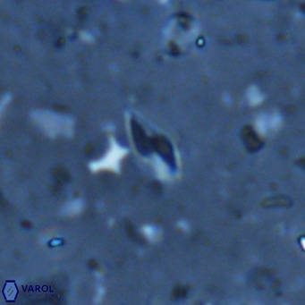 Calciosolenia alternans VR 03011