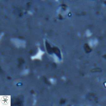 Calciosolenia alternans VR 03011