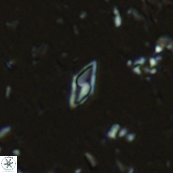 Calciosolenia alternans VR 03015