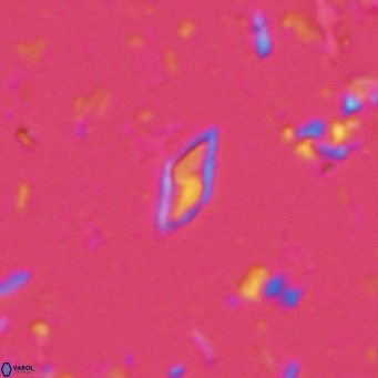 Calciosolenia alternans VR 03016