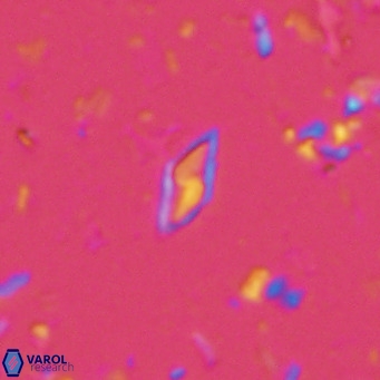 Calciosolenia alternans VR 03016