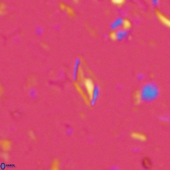 Calciosolenia alternans VR 03017