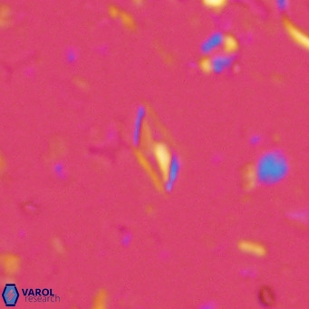 Calciosolenia alternans VR 03017