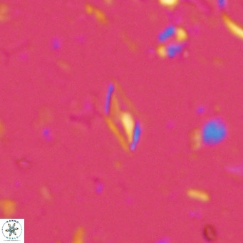 Calciosolenia alternans VR 03017