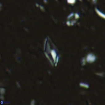 Calciosolenia alternans VR 03018