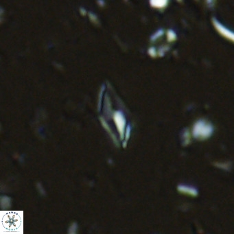 Calciosolenia alternans VR 03018