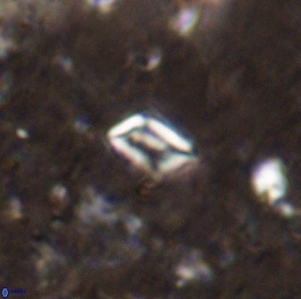 Calciosolenia aperta 49575