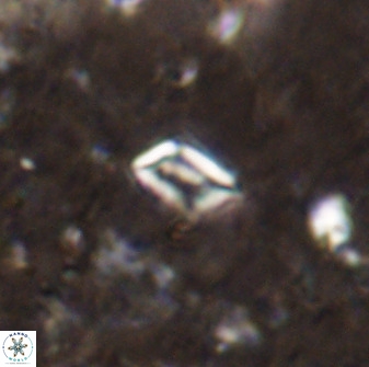 Calciosolenia aperta 49575