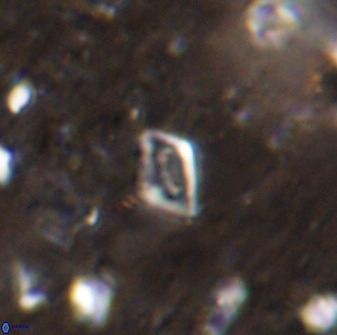 Calciosolenia aperta 49578