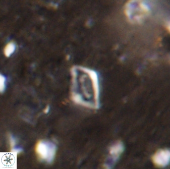 Calciosolenia aperta 49578