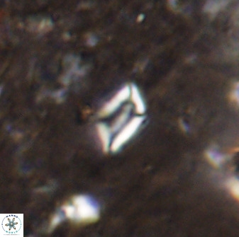 Calciosolenia aperta 49579