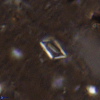Calciosolenia aperta 49510