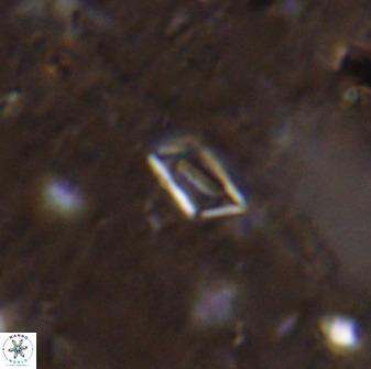 Calciosolenia aperta 49510