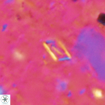 Calciosolenia aperta 49511
